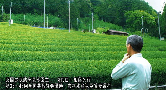 新茶の状態を見る園主
