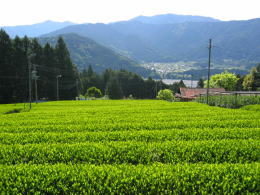 静岡のお茶畑