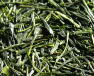静岡のお茶　川根茶　一番摘み新茶