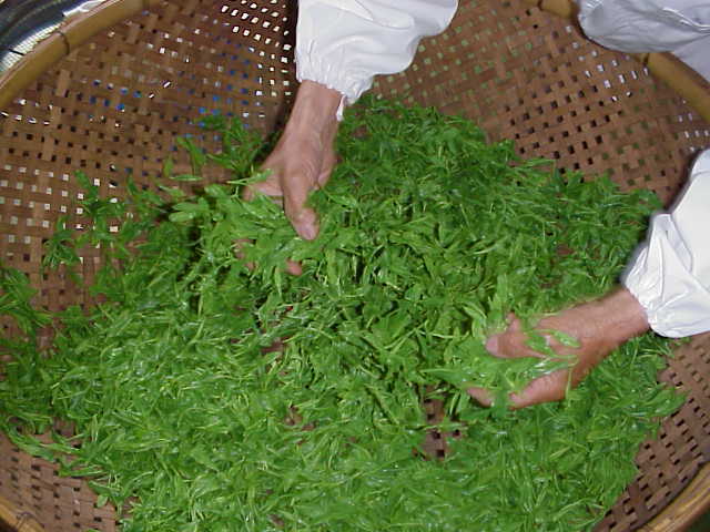 伝統のお茶の作り方 静岡のお茶 川根茶の通販 相藤農園 農林水産大臣賞受賞